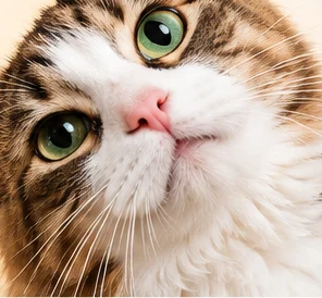 A tabby cat tilting its head at the camera